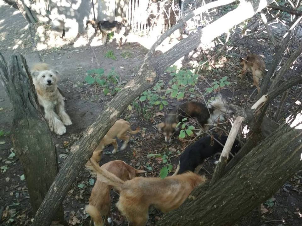 В заточении среди мусора: в Днепре волонтеры спасли истощенных животных 3