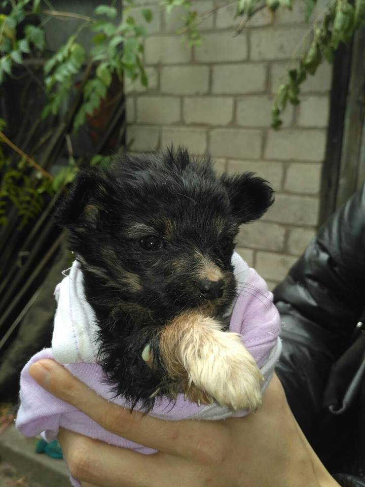 В заточении среди мусора: в Днепре волонтеры спасли истощенных животных 5