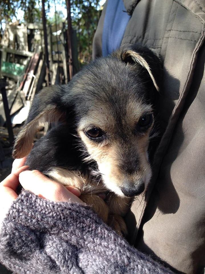 В заточении среди мусора: в Днепре волонтеры спасли истощенных животных 6