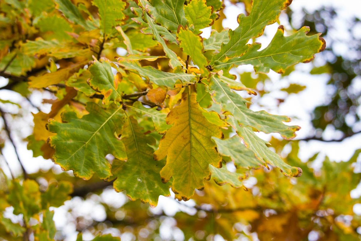 Яркие краски в пасмурный день: как жители Днепра провели праздничные выходные 11