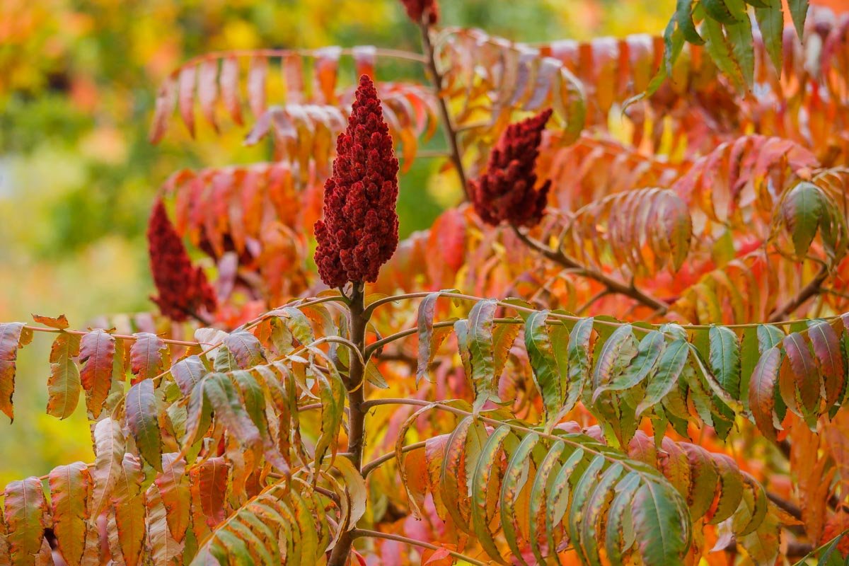 Яркие краски в пасмурный день: как жители Днепра провели праздничные выходные 12