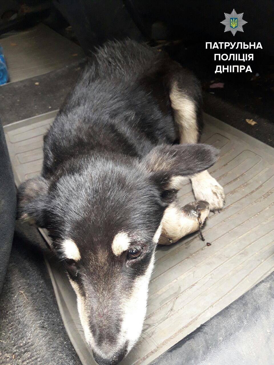 В Днепре патрульные спасли сбитого щенка 1