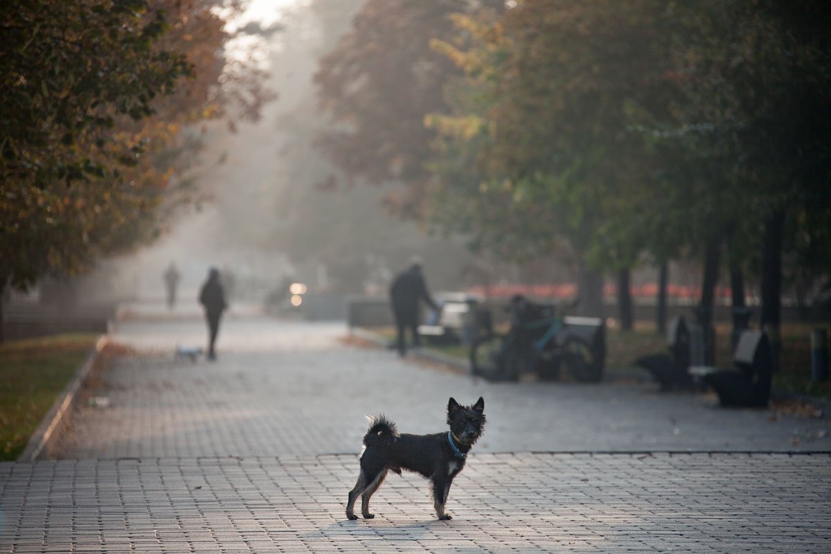 Необычная погода: Днепр окунулся в туман 1