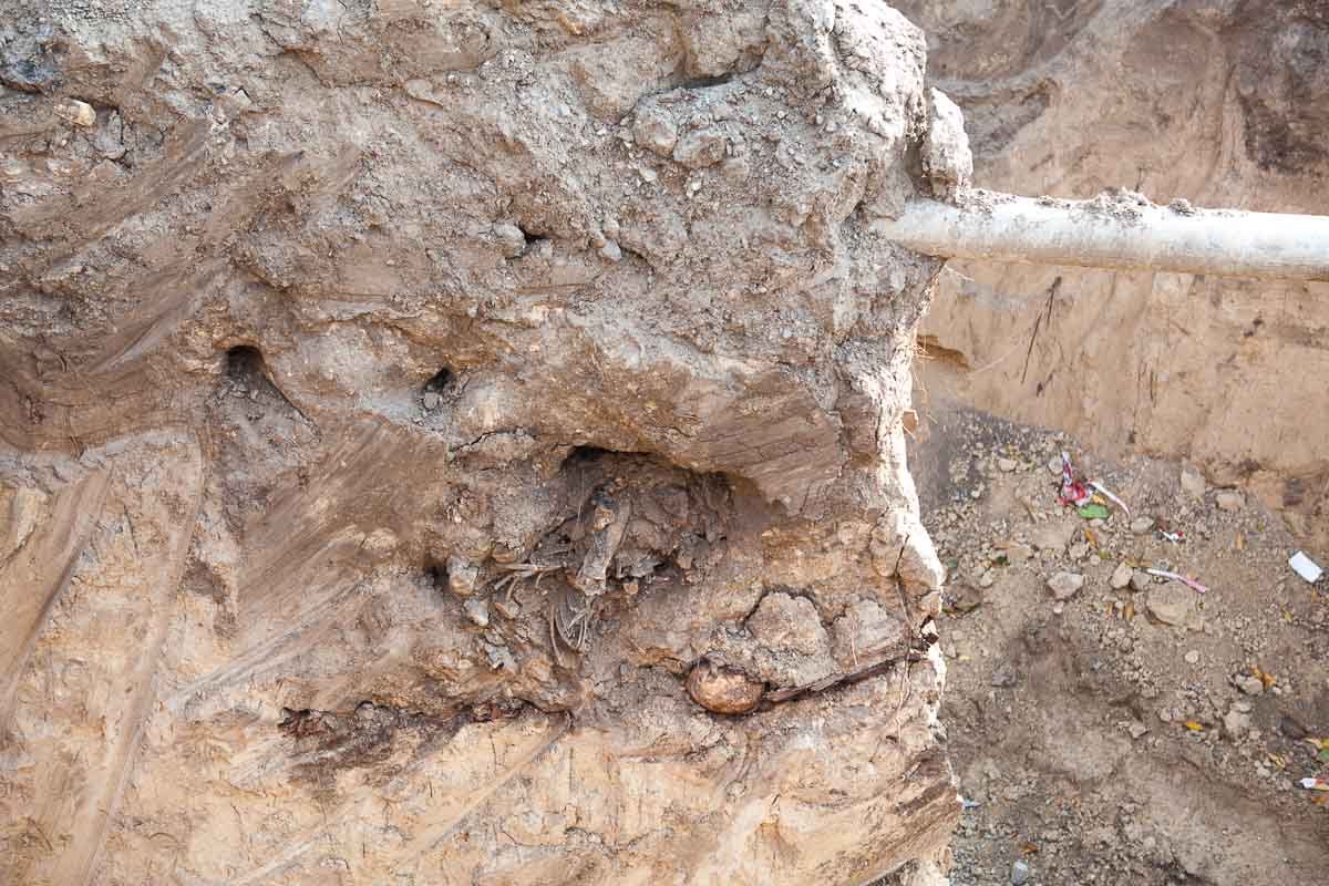 Возле Севастопольского парка обнаружили человеческие кости: история и что сделают с останками 2