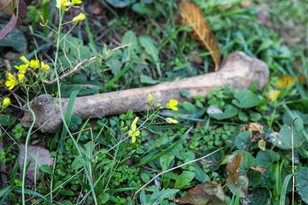 Возле Севастопольского парка обнаружили человеческие кости: история и что сделают с останками 4