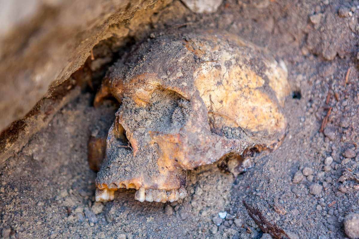 Возле Севастопольского парка обнаружили человеческие кости: история и что сделают с останками 7