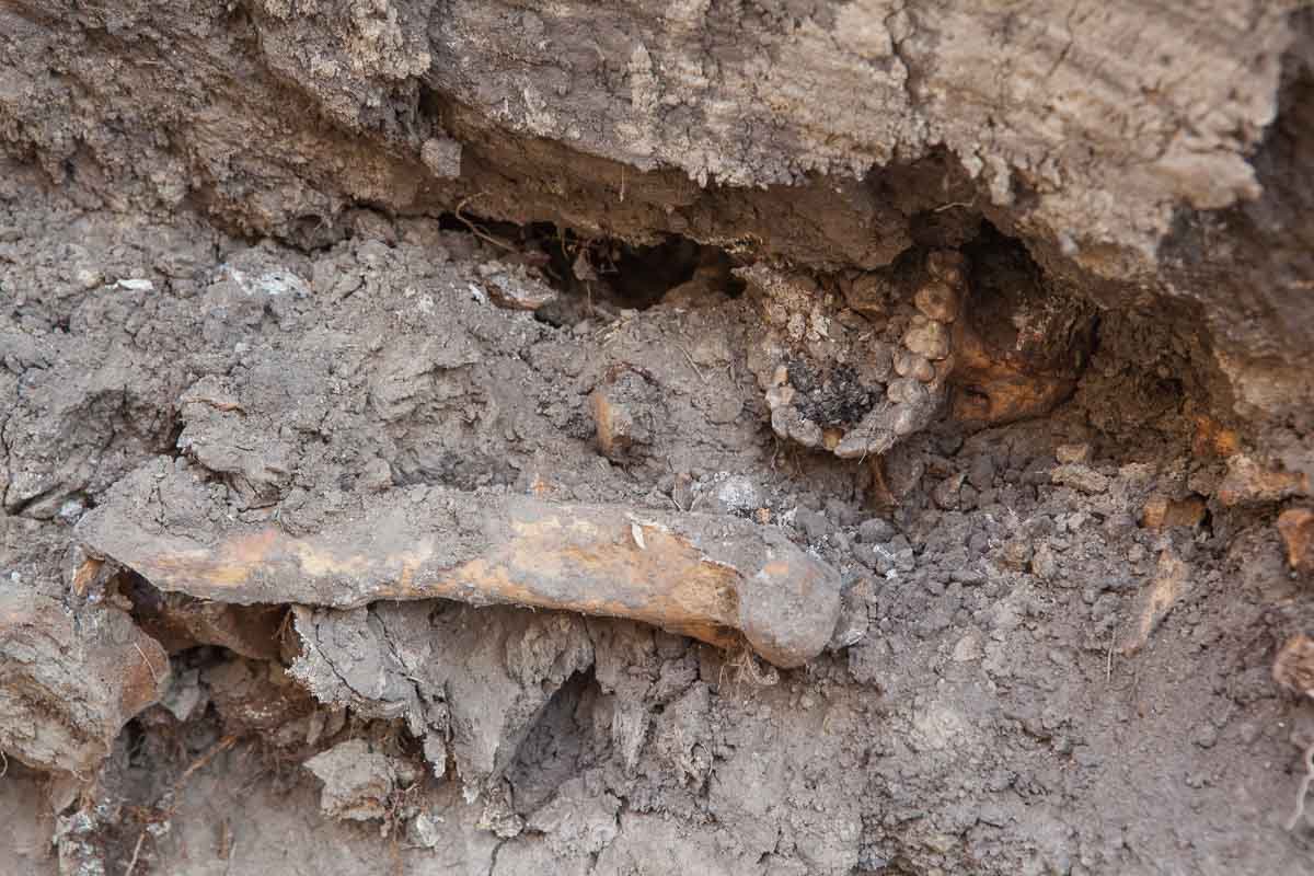 Возле Севастопольского парка обнаружили человеческие кости: история и что сделают с останками 10