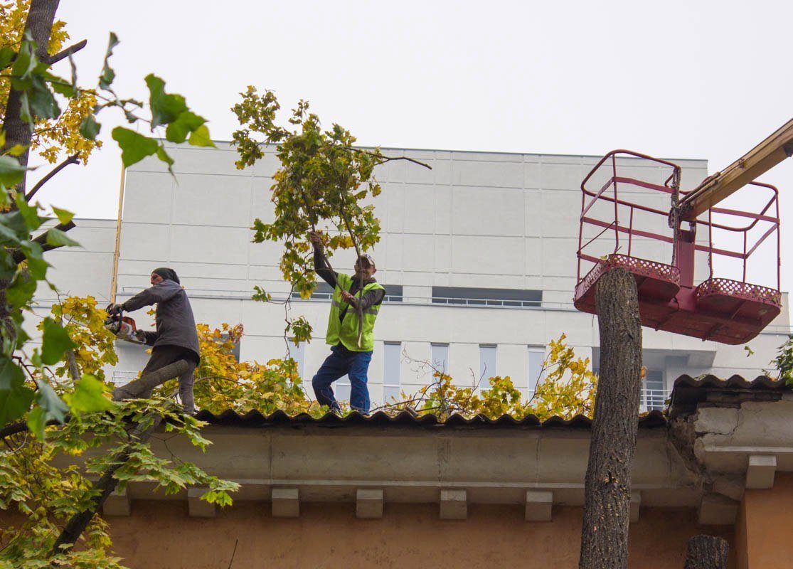 Ветки, застрявшие на крыше, скидывают вниз На Короленко омолаживают деревья и спиливают аварийные ветки 3