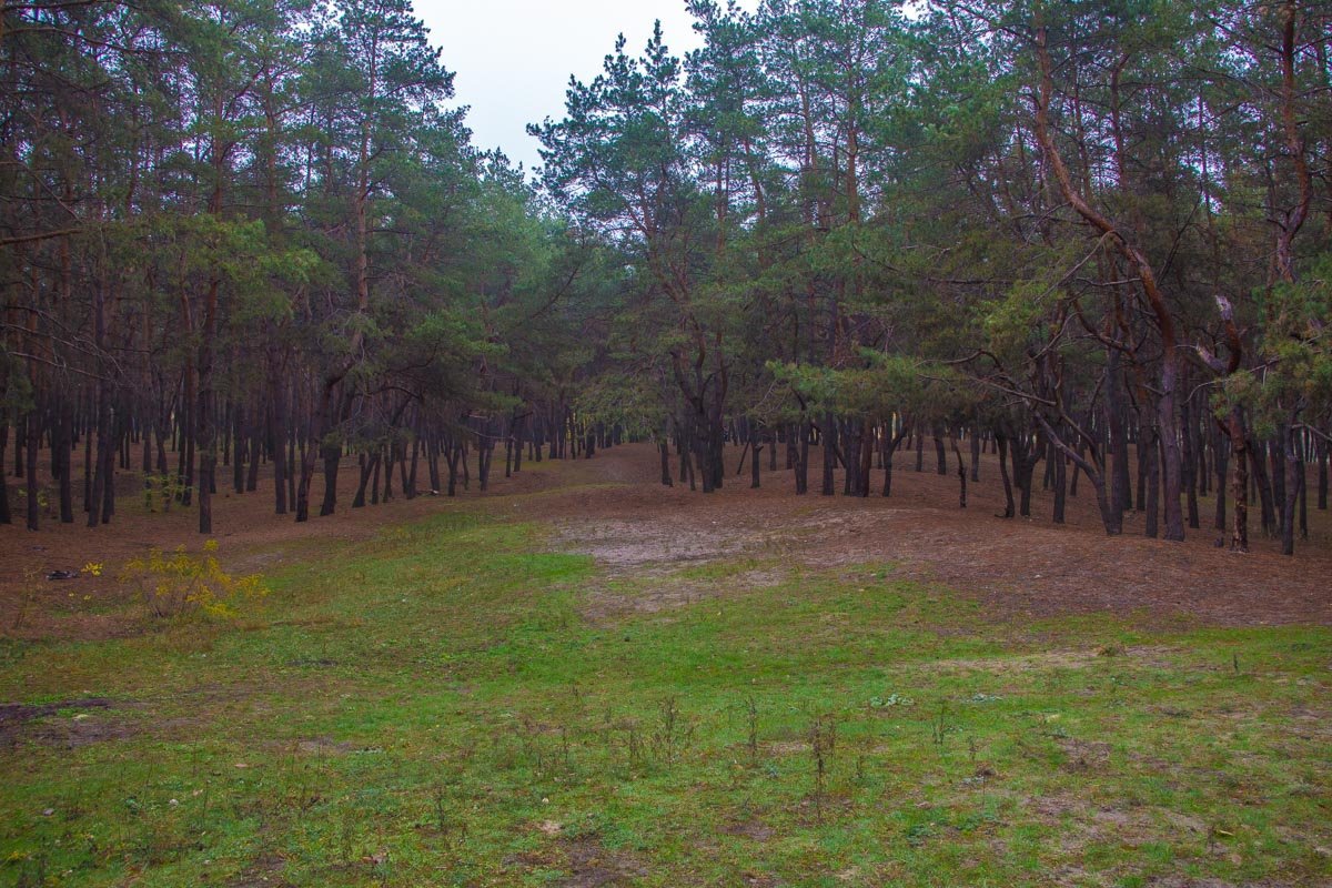 Чистота и порядок Шприцы, памперсы и кости: в Днепре прошел экопикник 11