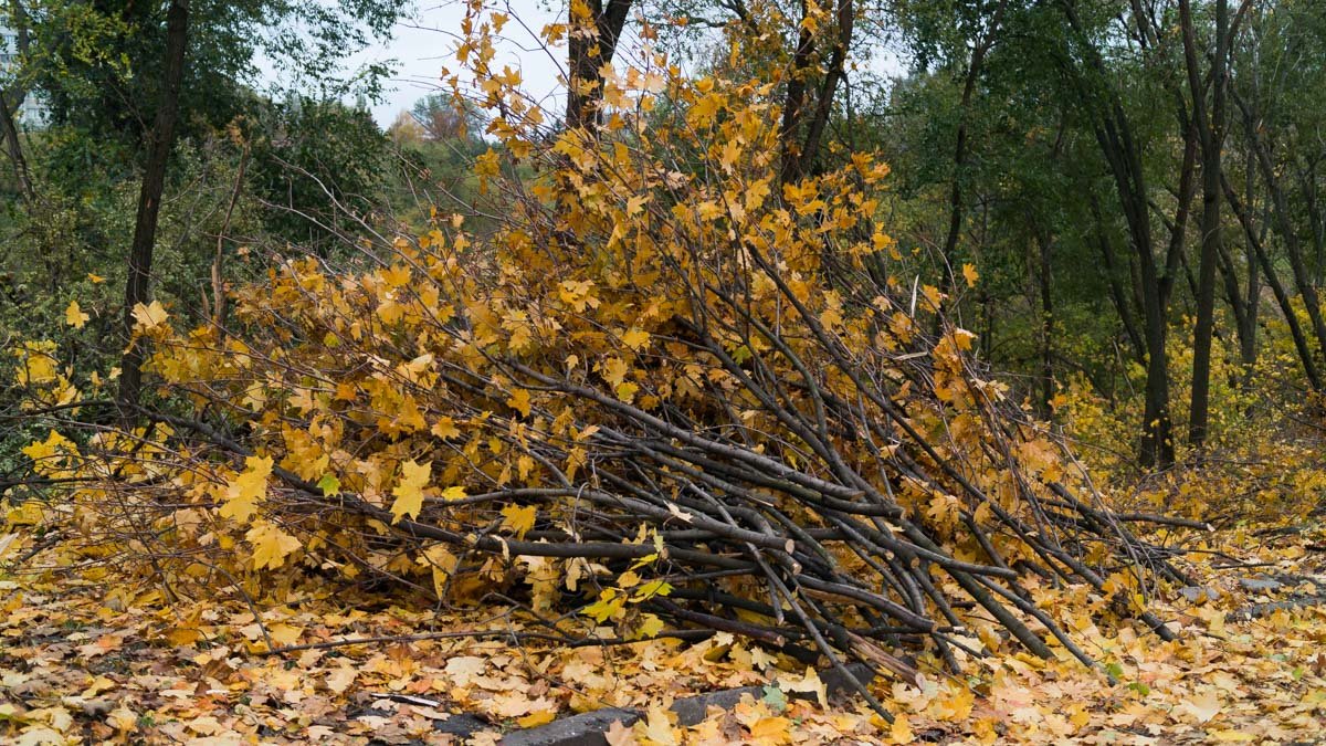 В ожидании реконструкции: как выглядит парк "Зеленый Гай" сегодня 7