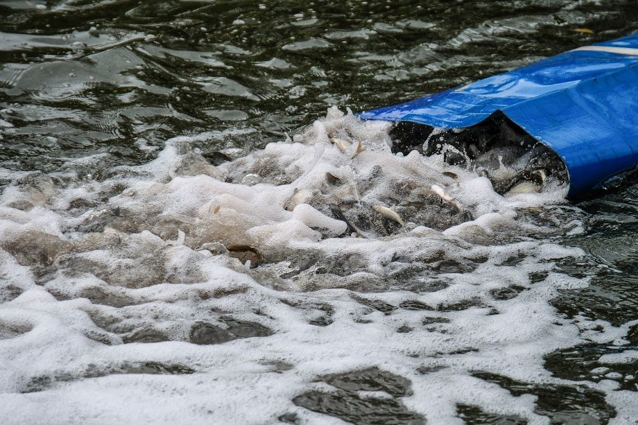 Цьогоріч у Дніпро для очищення річки випустять 1,2 мільйона мальків, – Валентин Резніченко 3