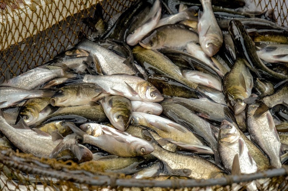 Цьогоріч у Дніпро для очищення річки випустять 1,2 мільйона мальків, – Валентин Резніченко 4