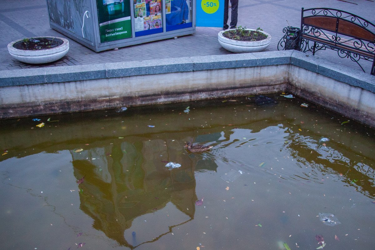 Птица плавает в грязной воде среди мусора Птица плавает в грязной воде среди мусора