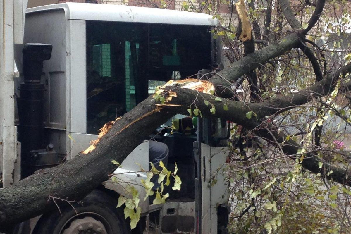 Утверждают, что дерево было аварийным