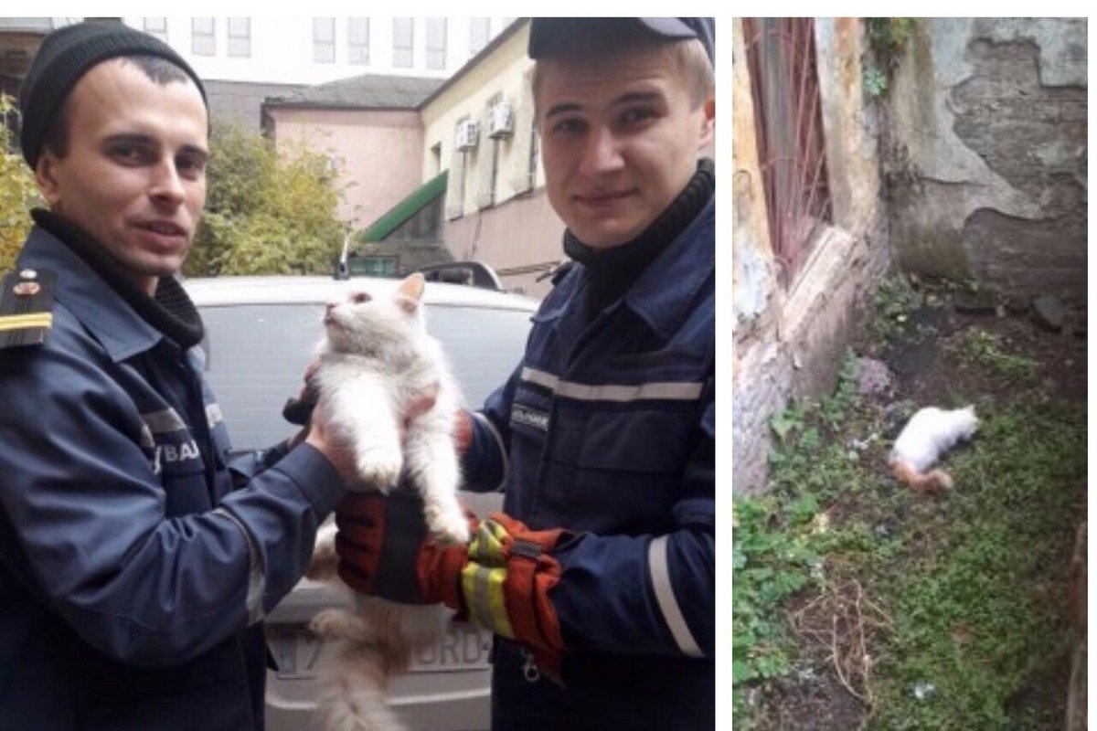 Спасатели не дали погибнуть кошке в яме Спасатели не дали погибнуть кошке в яме