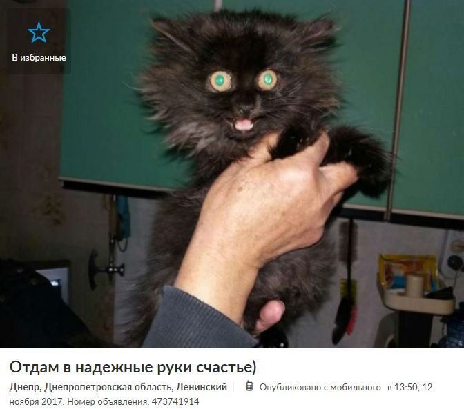 ТОП самых нестандартных объявлений на OLX в Днепре 8