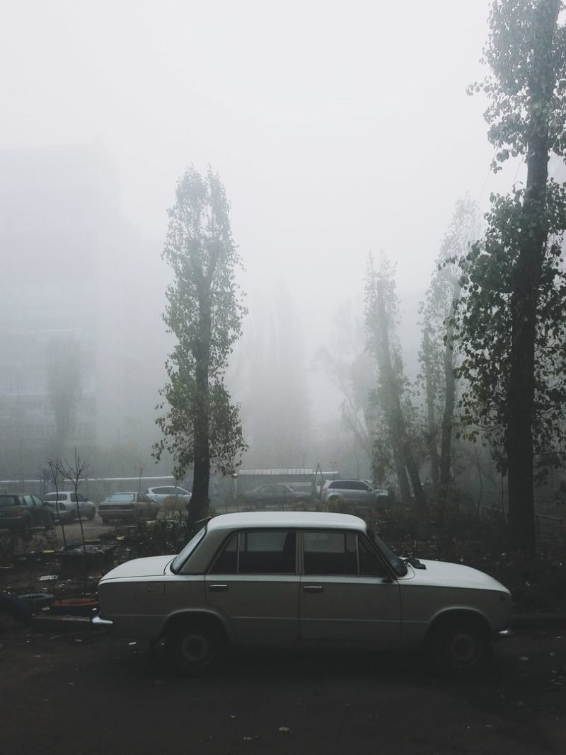 Одинокие тополя затерялись в тумане