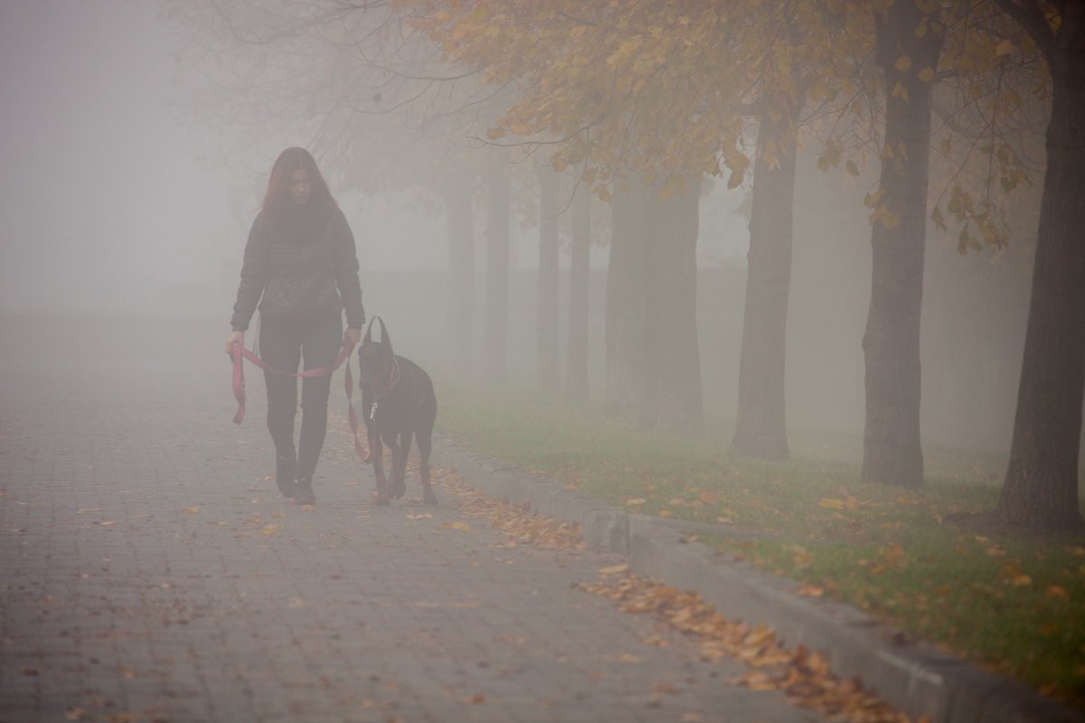 Собака Баскервилей