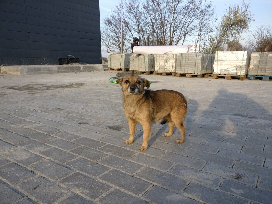 Маленький "охранник" заправки Маленький "охранник" заправки