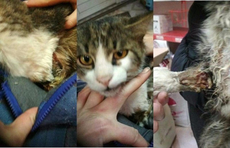 Животное нуждается в помощи Животное нуждается в помощи