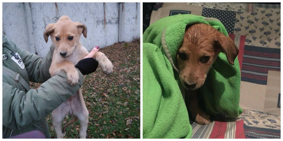 Щенок находится на передержке у волонтера Днепра Щенок находится на передержке у волонтера Днепра