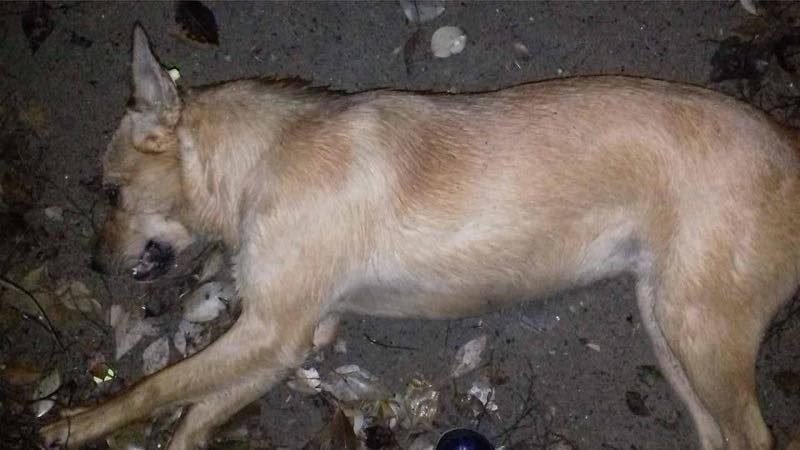 Жертва догхантера