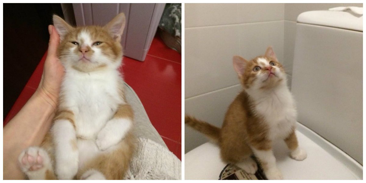 Готов стать другом для самого лучшего в мире хозяина Готов стать другом для самого лучшего в мире хозяина