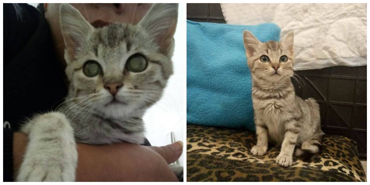 Шерхан - кот с самыми добрыми глазами Шерхан - кот с самыми добрыми глазами