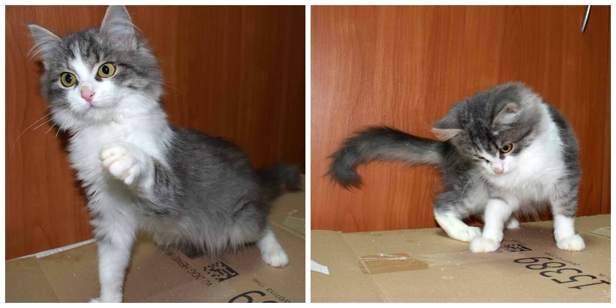 Все веревочки в доме - мои! Все веревочки в доме - мои!