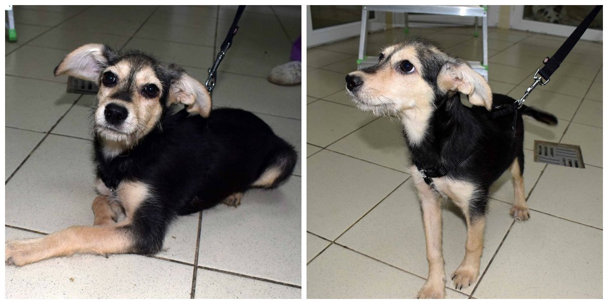 Только не сажайте меня на цепь Только не сажайте меня на цепь