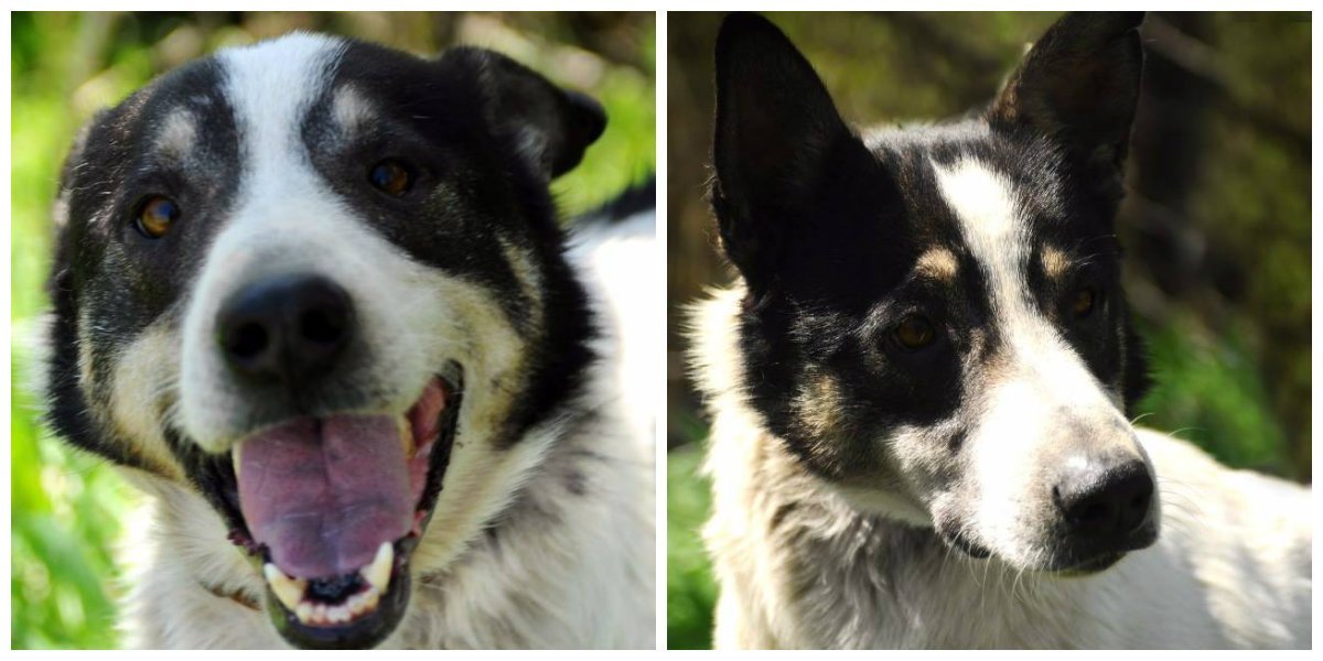 Не проходите мимо, заберите себе друга Не проходите мимо, заберите себе друга