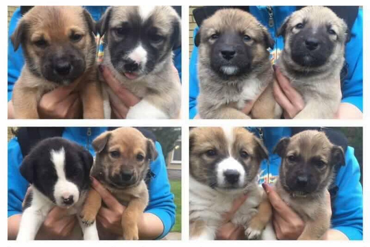 8 счастливых мордочек готовы стать самыми верными 8 счастливых мордочек готовы стать самыми верными