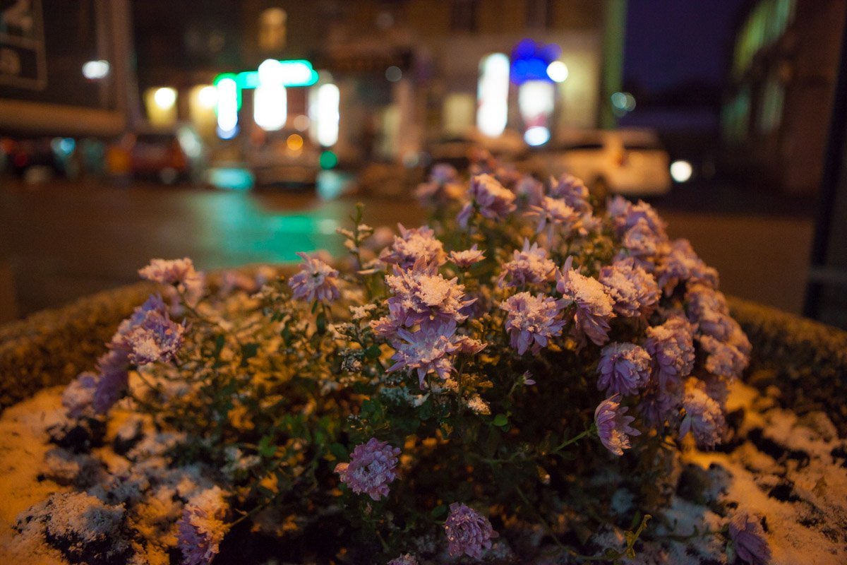 Остатки тепла запорошило снегом Остатки тепла запорошило снегом