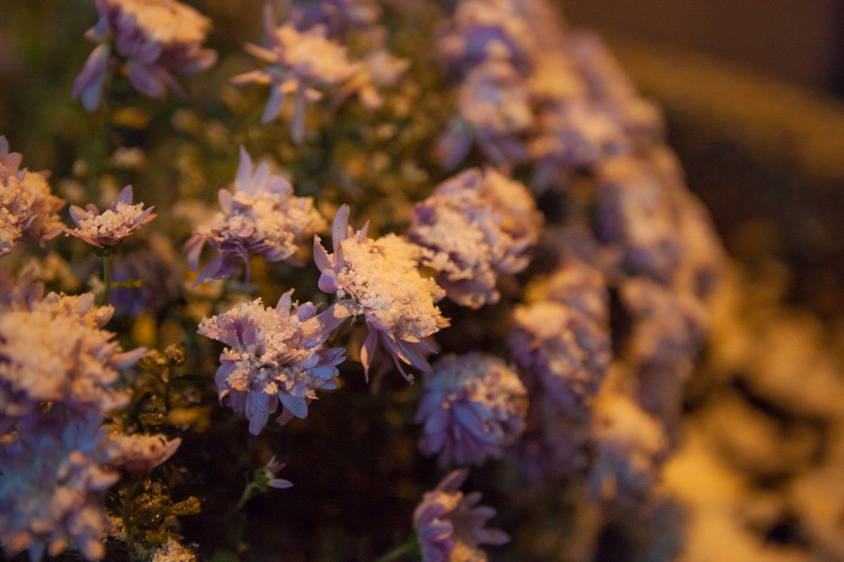 Цветы мерзнут Цветы мерзнут