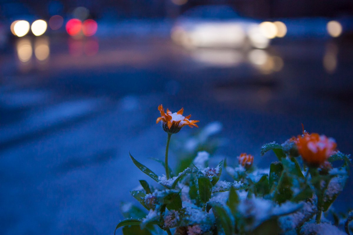 Вечером заснеженные клумбы особенно красивы Вечером заснеженные клумбы особенно красивы