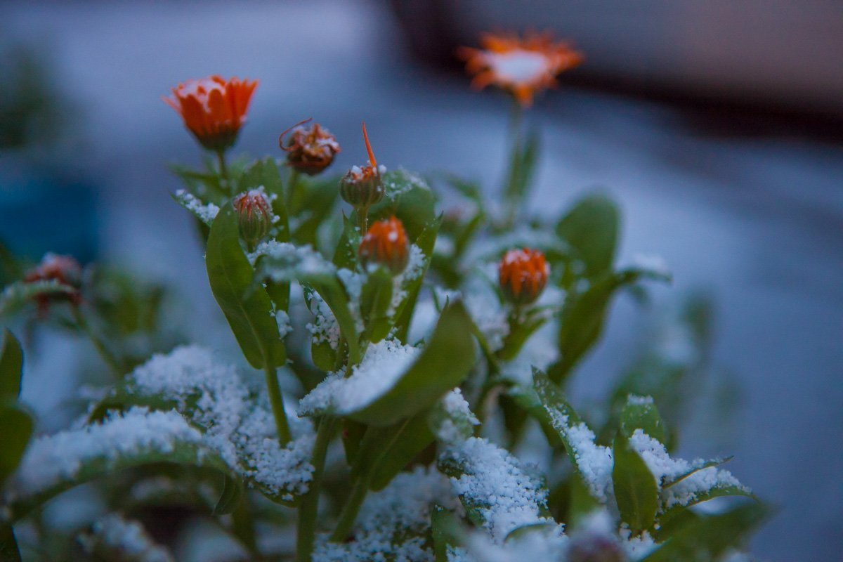 Цветы страдают от холода Цветы страдают от холода