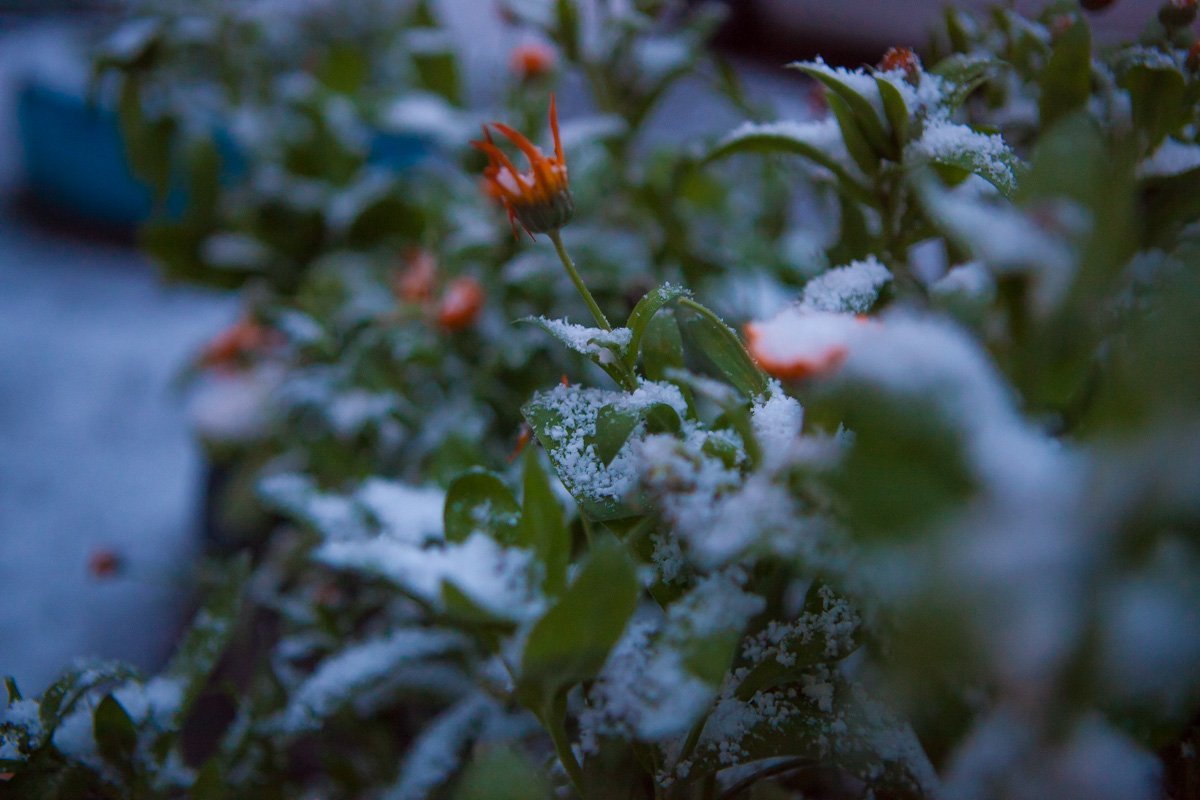 Зимняя сказка Зимняя сказка