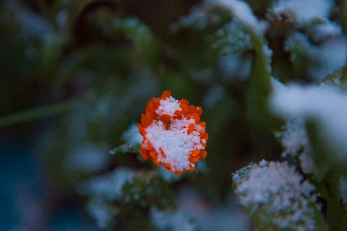 Звоните бабушке Звоните бабушке