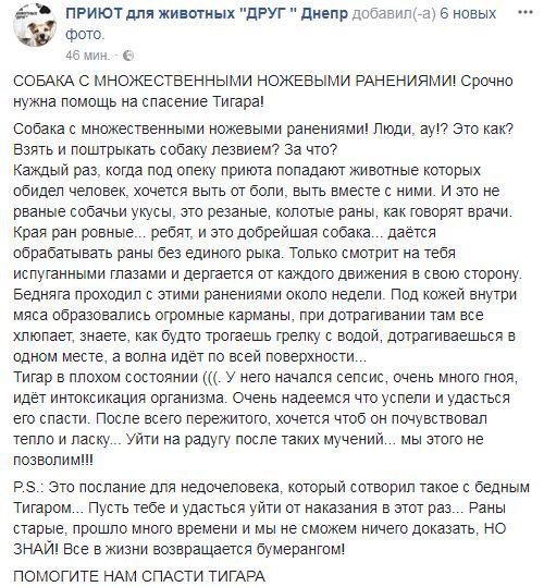 В Днепре неизвестные порезали собаку ножом: животному требуется помощь 1