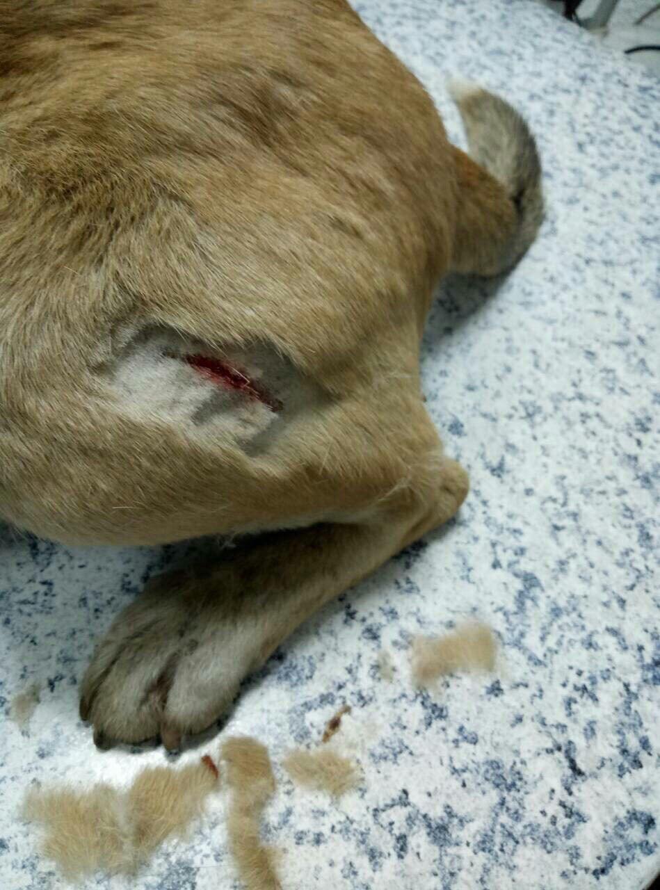 В Днепре неизвестные порезали собаку ножом: животному требуется помощь 2