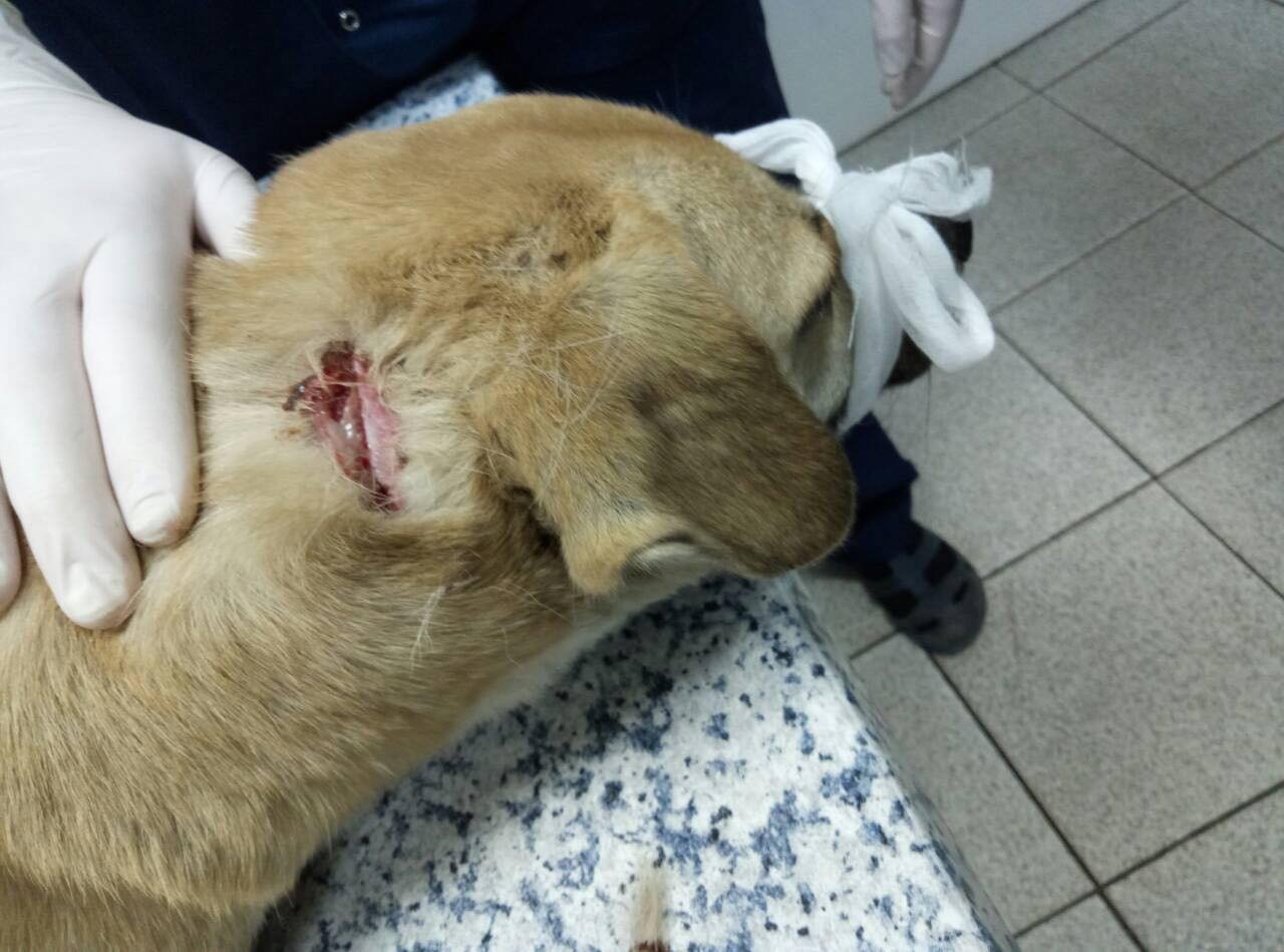 Раны собаке были нанесены лезвием ножа