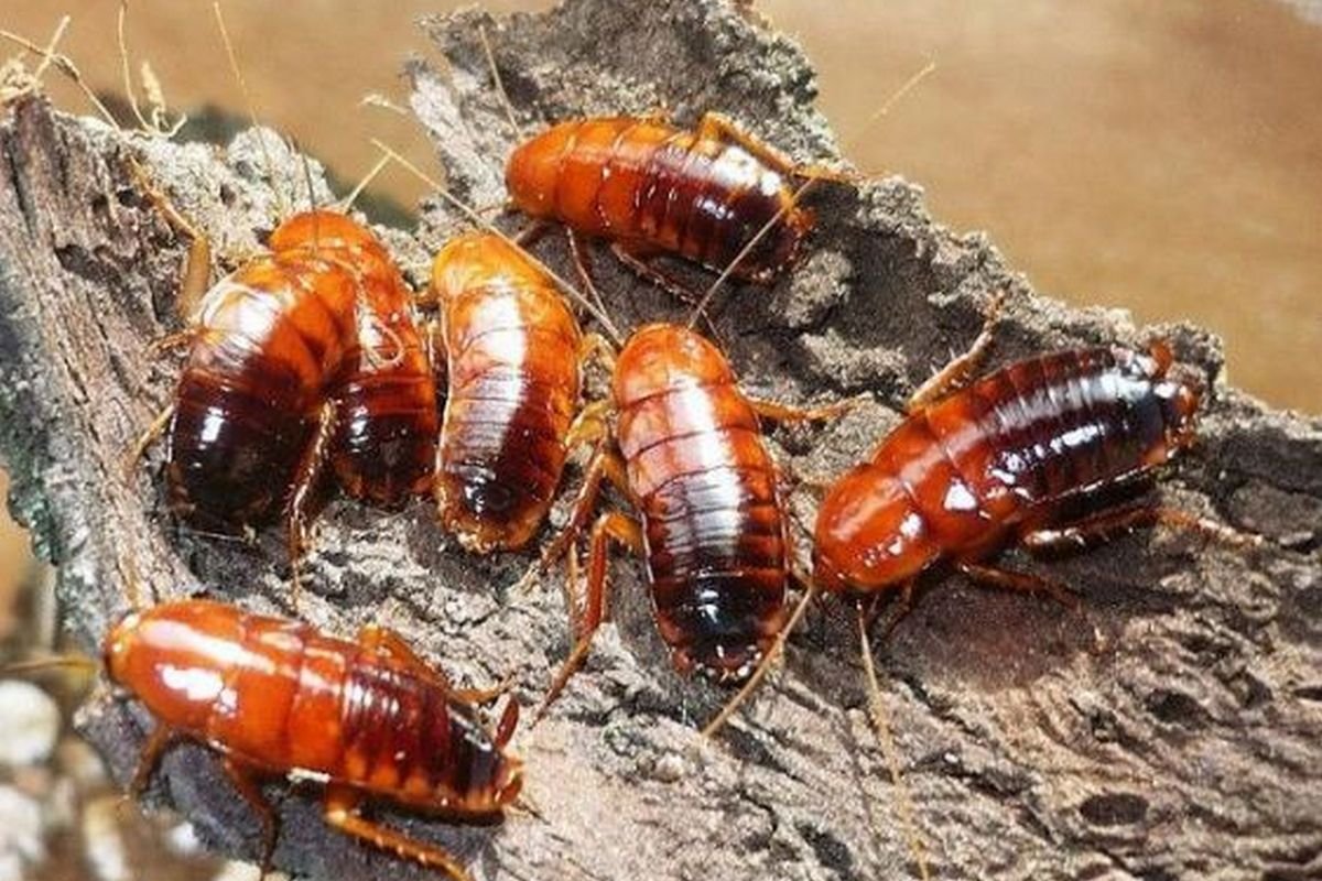 Когда мы жили в общежитии, у нас возникали похожие бизнес-идеи