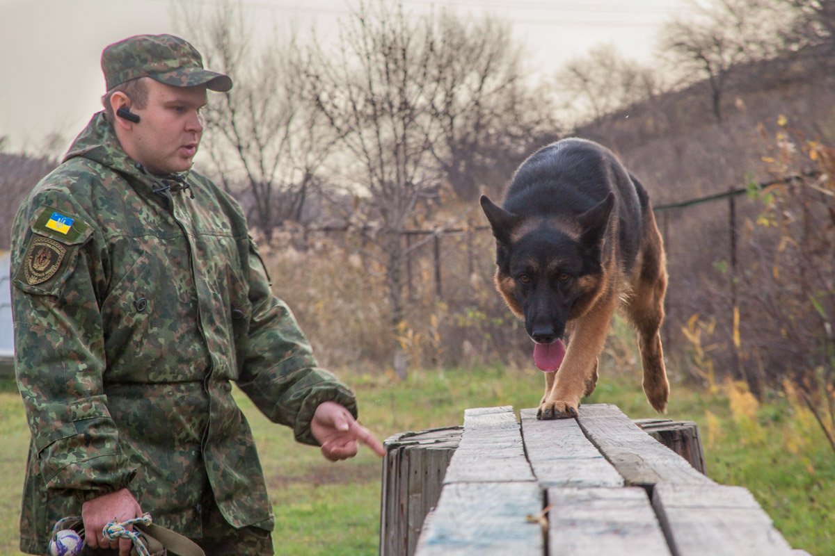 Служебно-розыскная собака Джесси