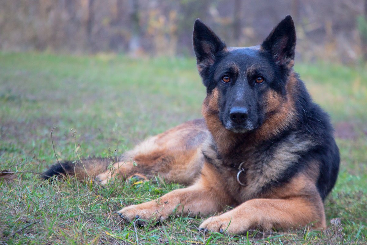 Джесси ездит на задания с 9-месячного возраста