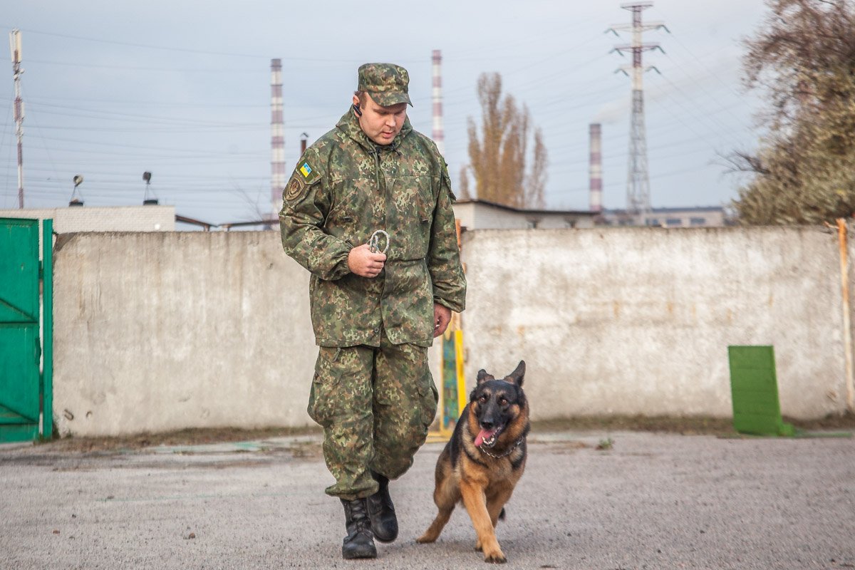 Собака послушно выполняет каждую команду