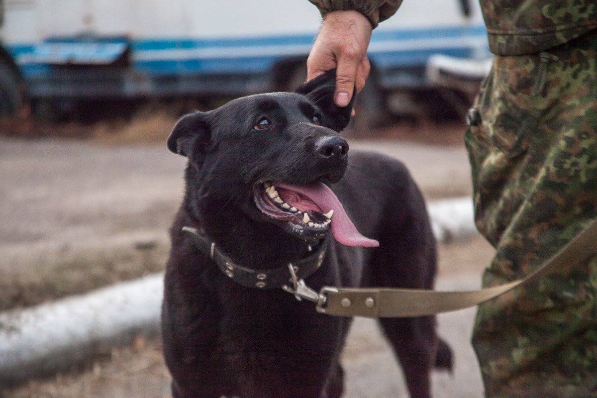 Герда - служебно-розыскная немецкая овчарка