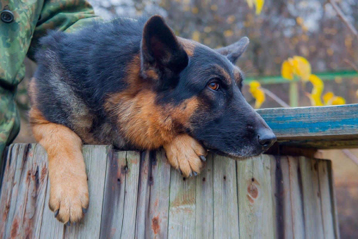 Задумчивый вид