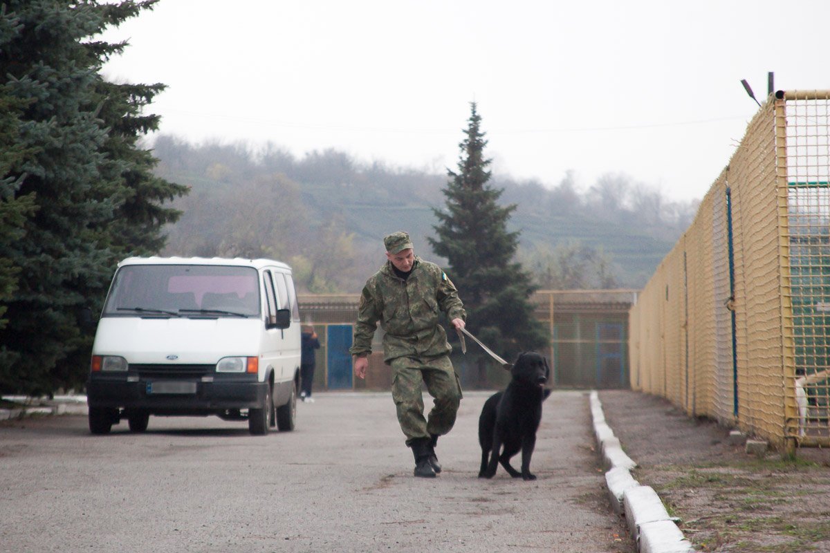 Служебный пес Пит - победитель конкурсов