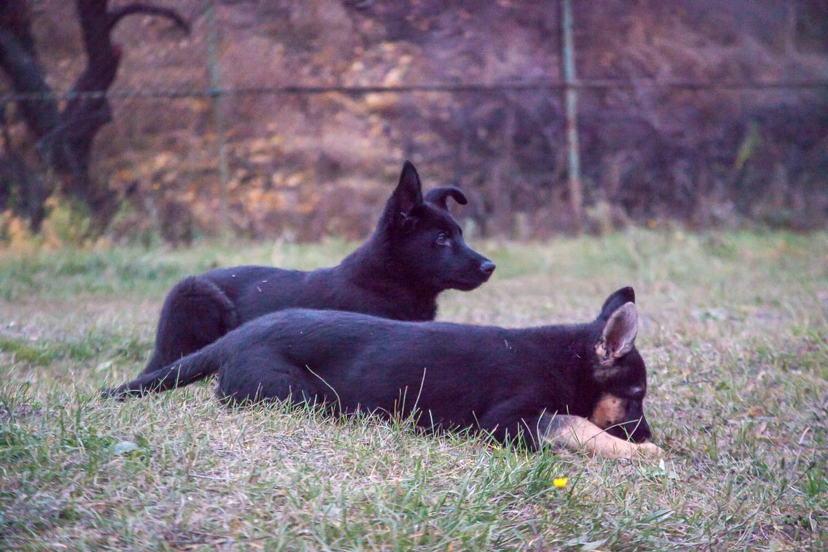 Щенкам по 2,5 месяца