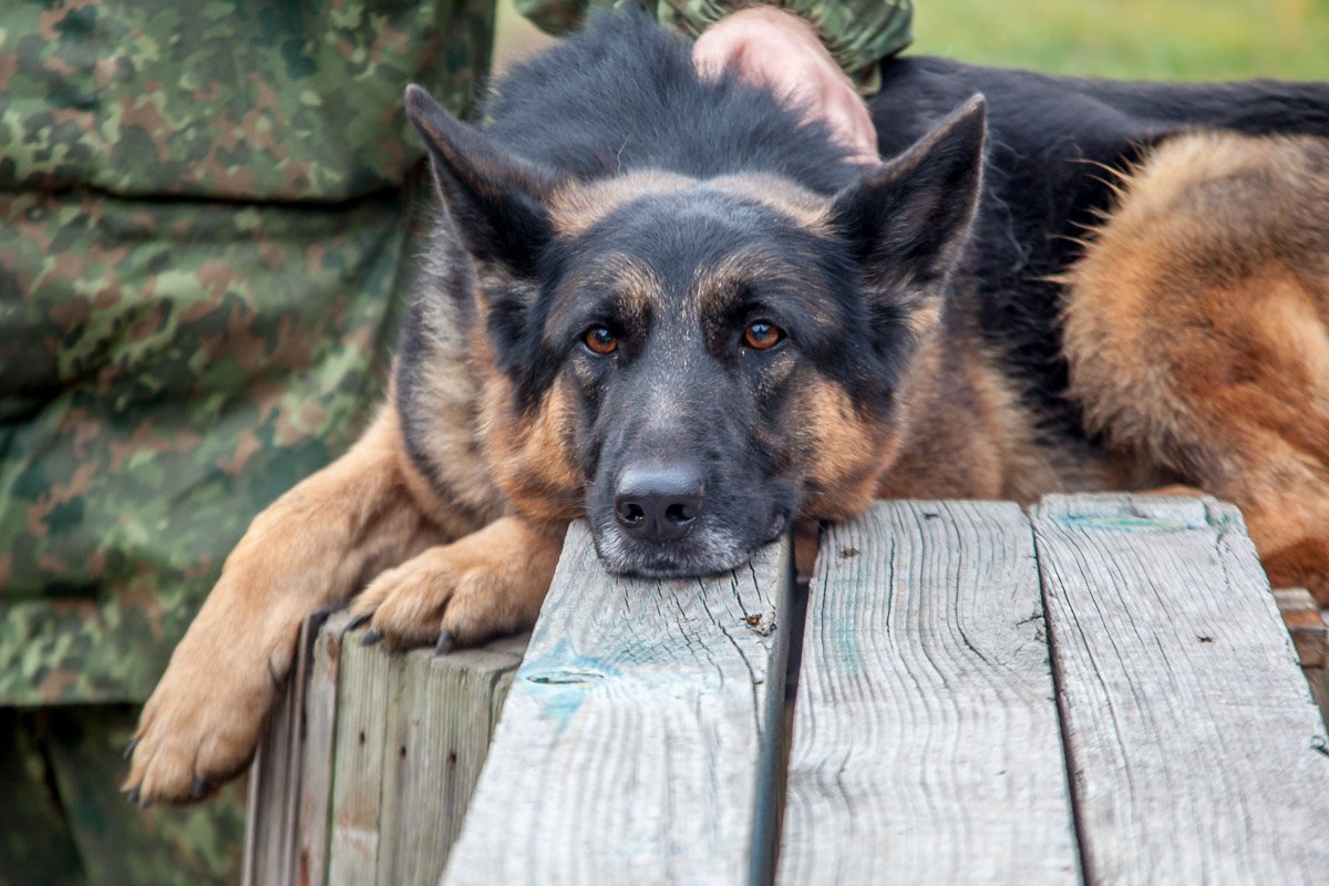 Человек и собака привязываются друг к другу, чувствуют своего напарника